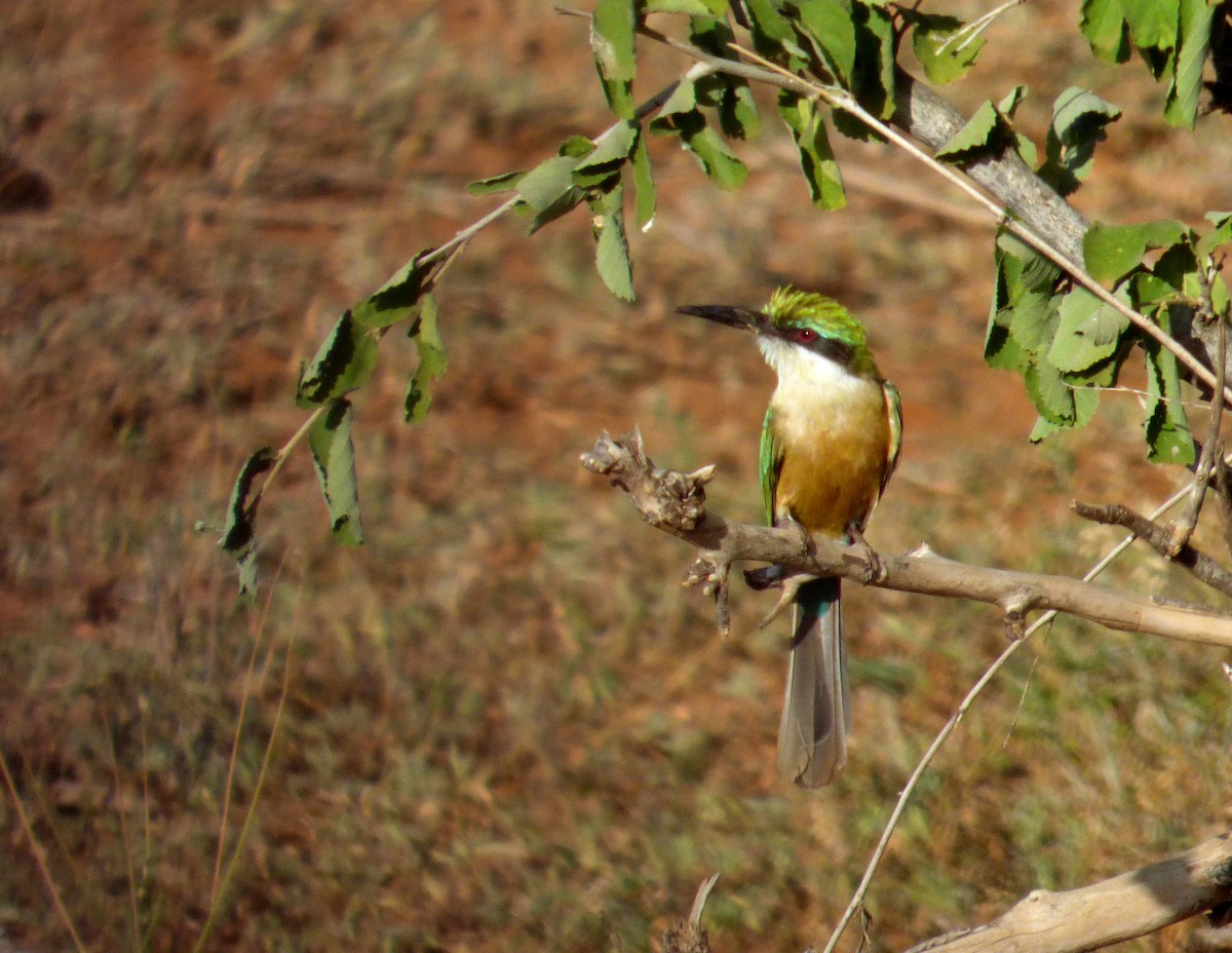 Somali Bee-eater - Héctor Bintanel Cenis