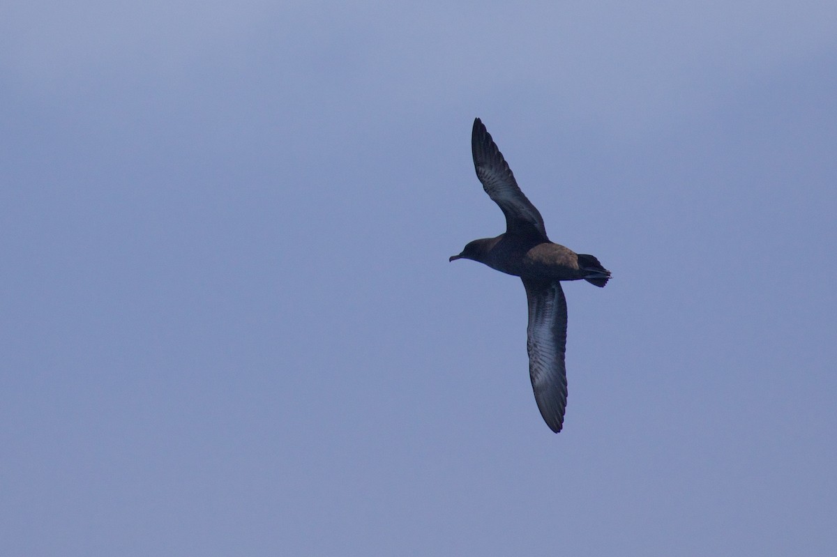 Sooty Shearwater - ML612006402