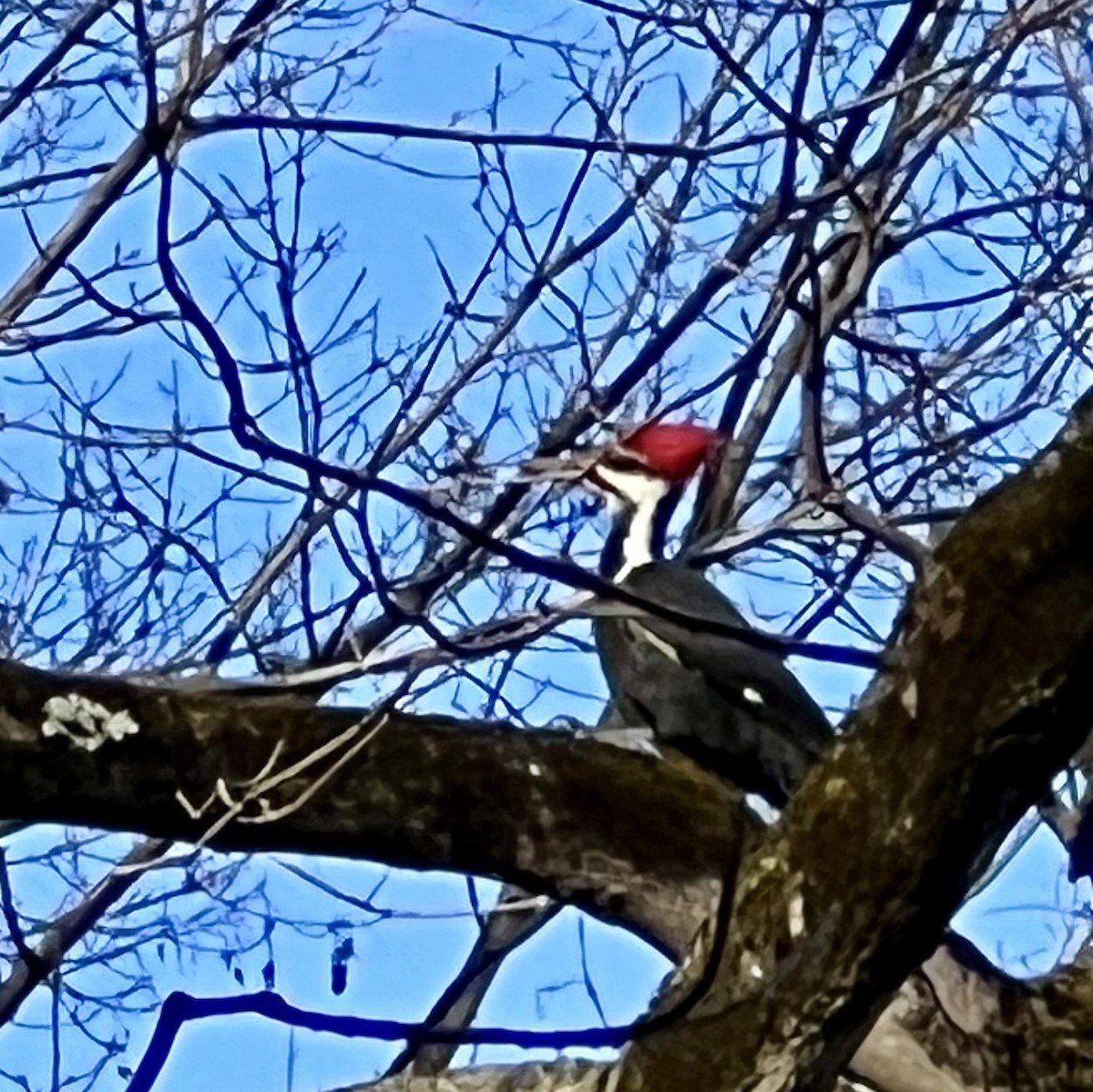 Pileated Woodpecker - ML612006428