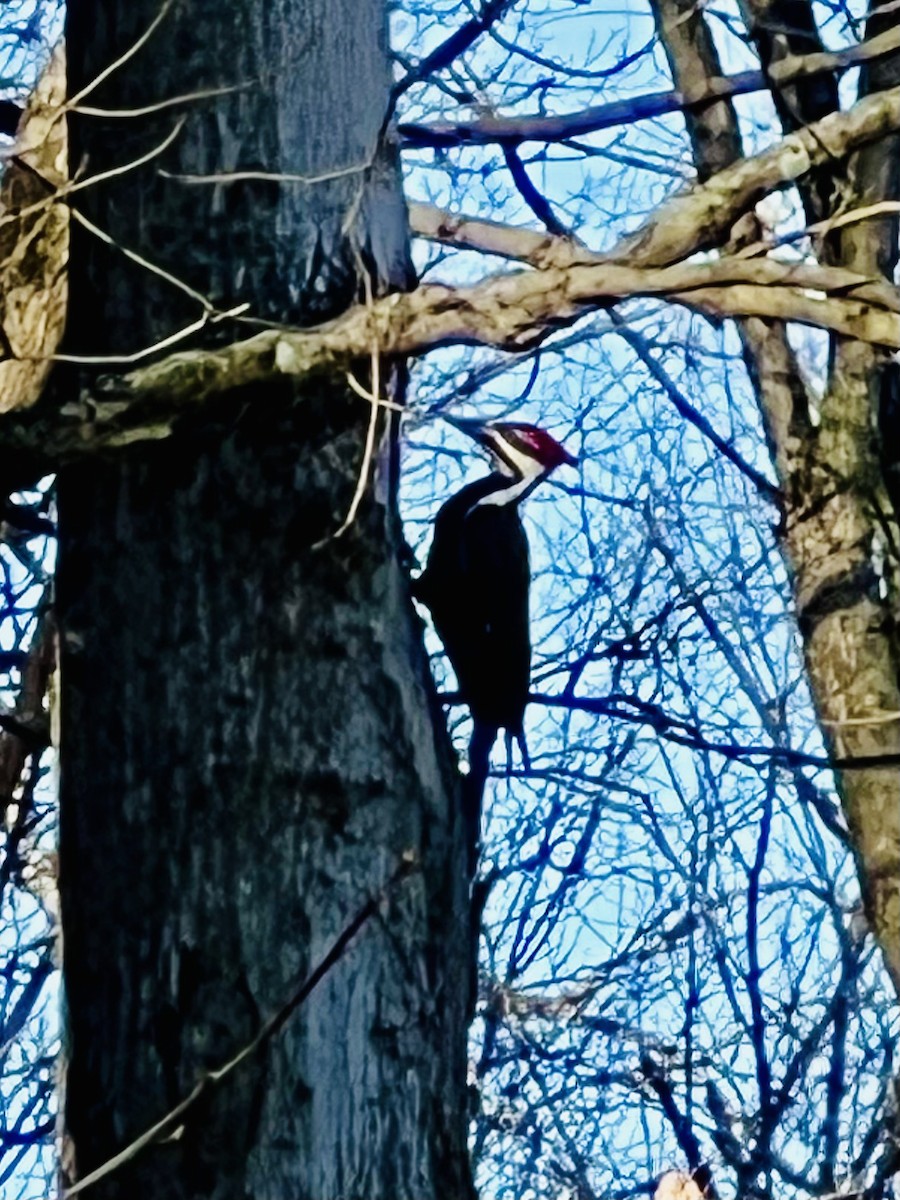 Pileated Woodpecker - ML612006429