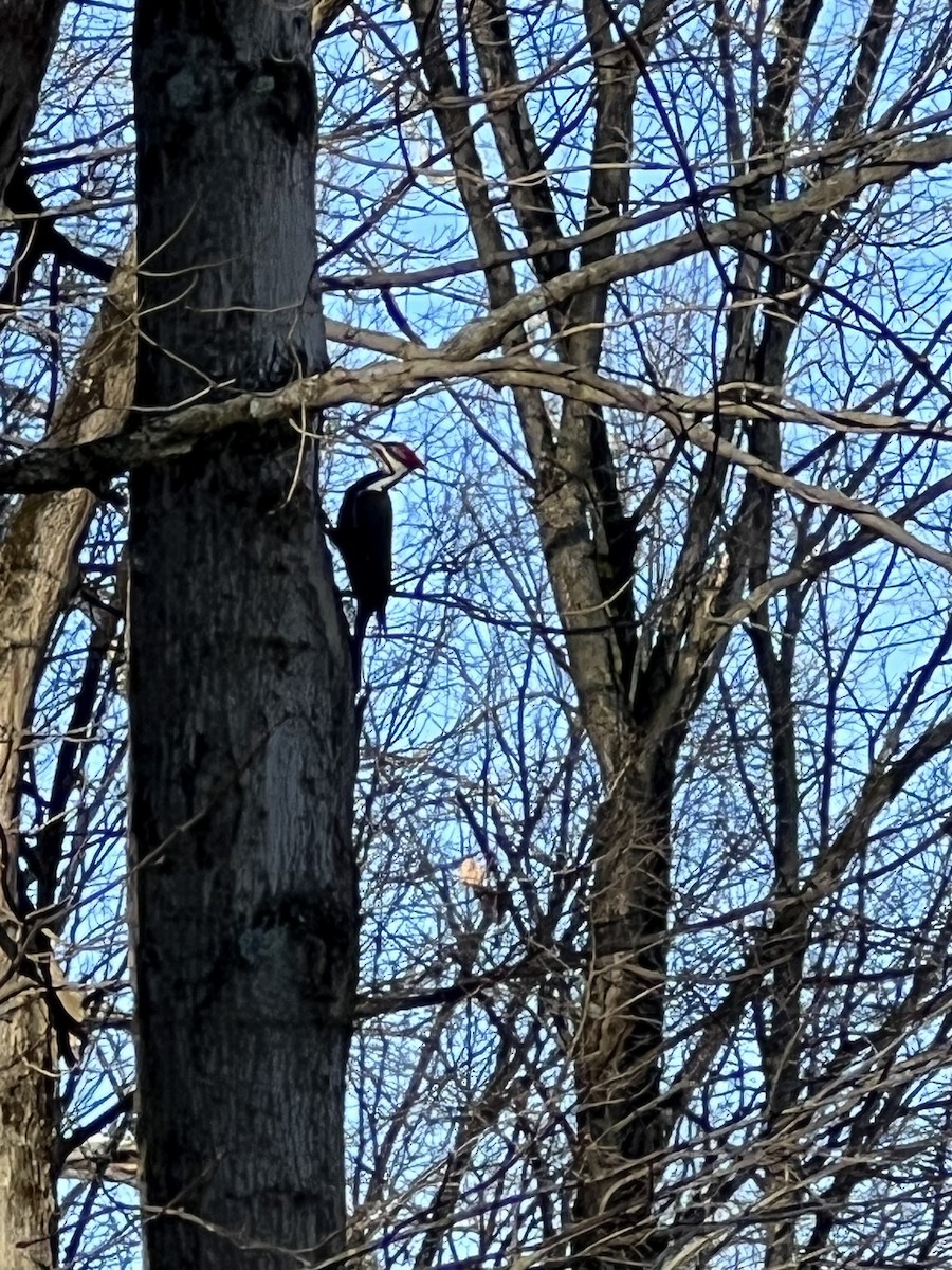 Pileated Woodpecker - ML612006430