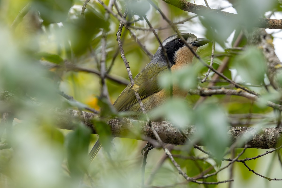 Olive Bushshrike - ML612006440