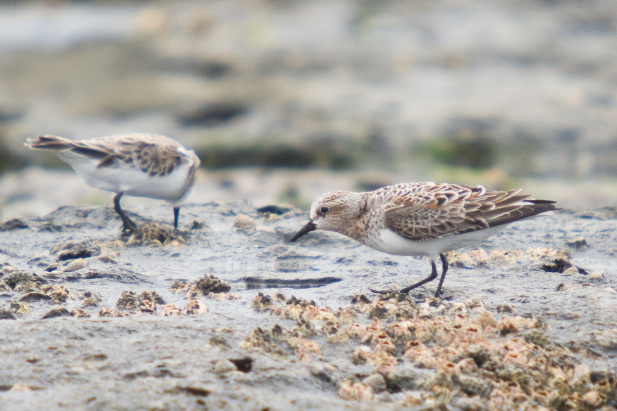 Red-necked Stint - Delia Walker