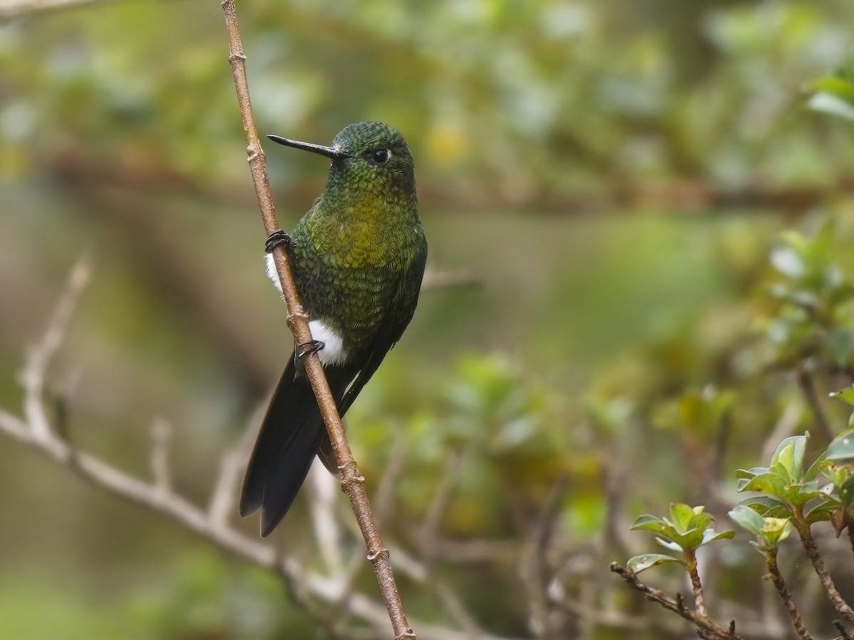 Golden-breasted Puffleg - ML612006517