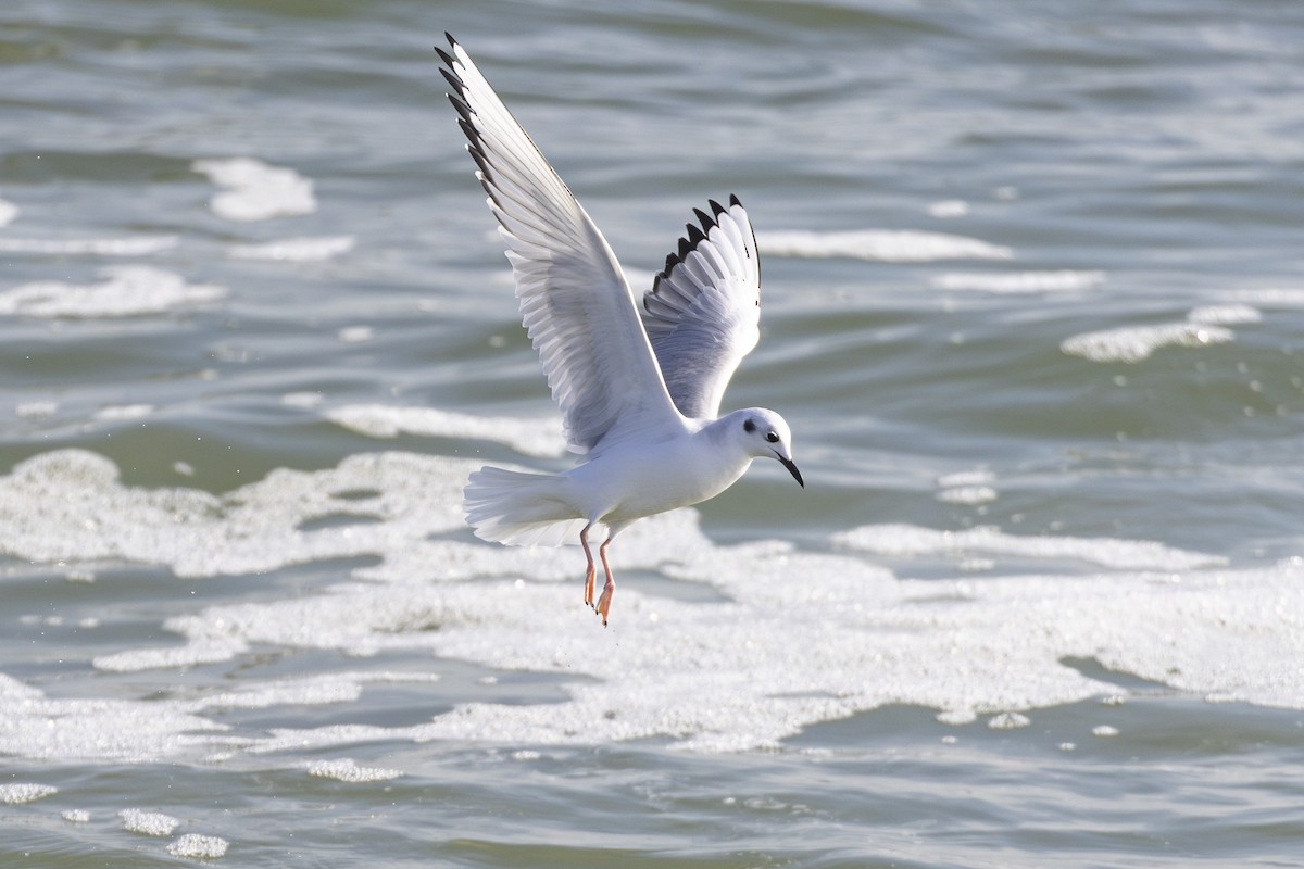 Bonaparte's Gull - ML612006582