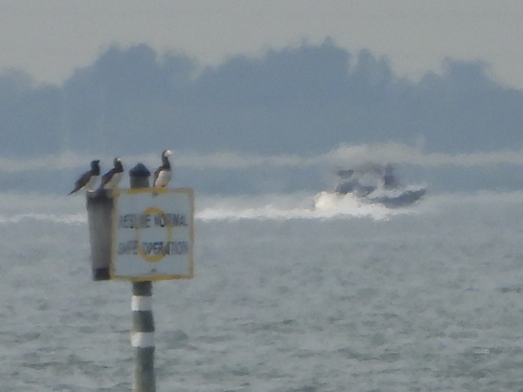 Brown Booby - Bob Lane