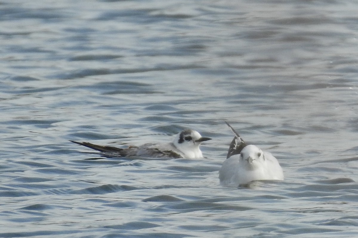 White-winged Tern - Pedro Moreira