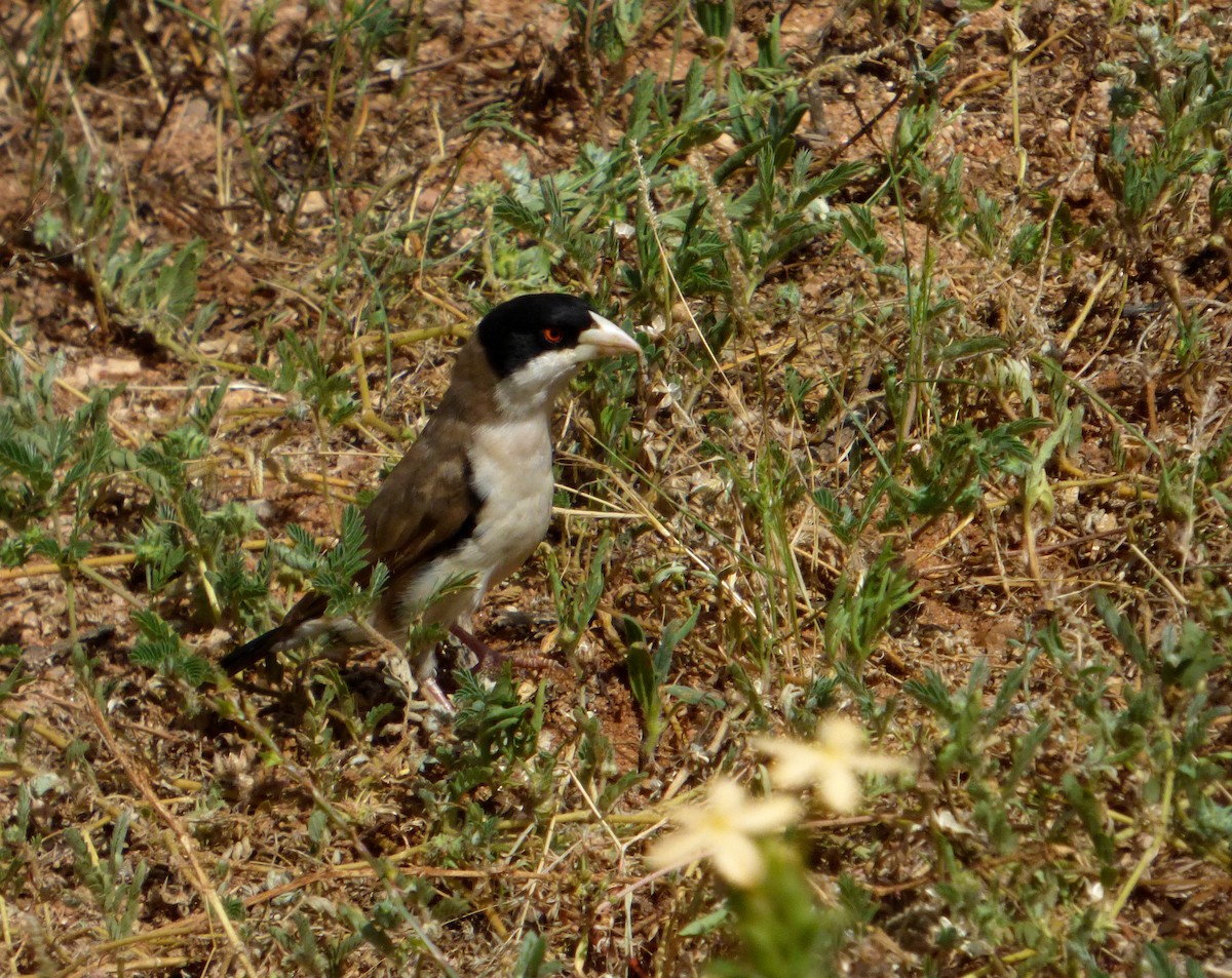 Black-capped Social-Weaver - ML612006660