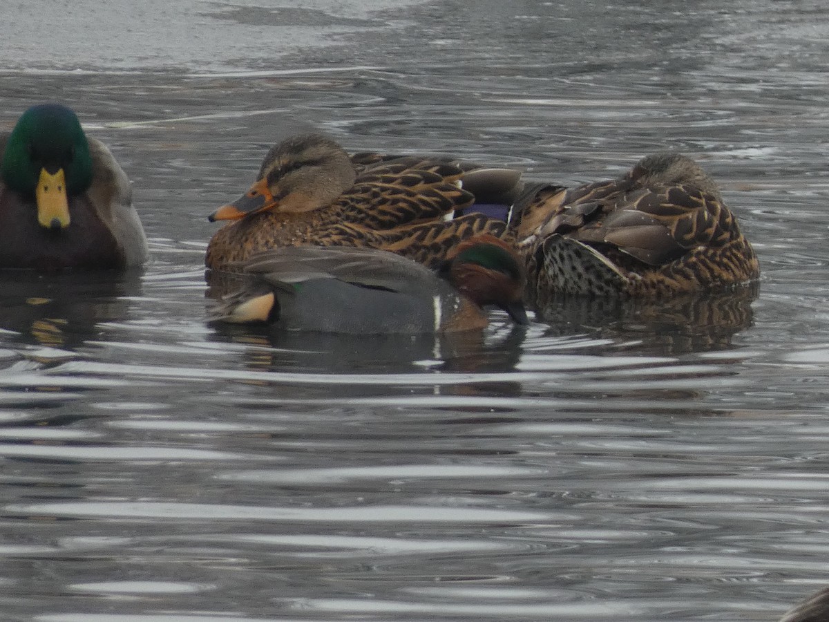 Green-winged Teal - ML612006661