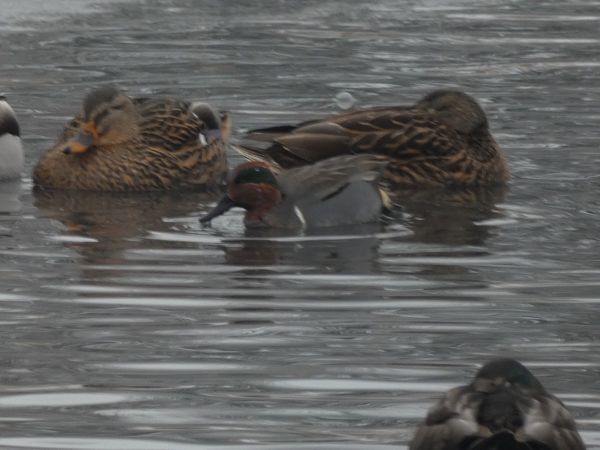 Green-winged Teal - ML612006669