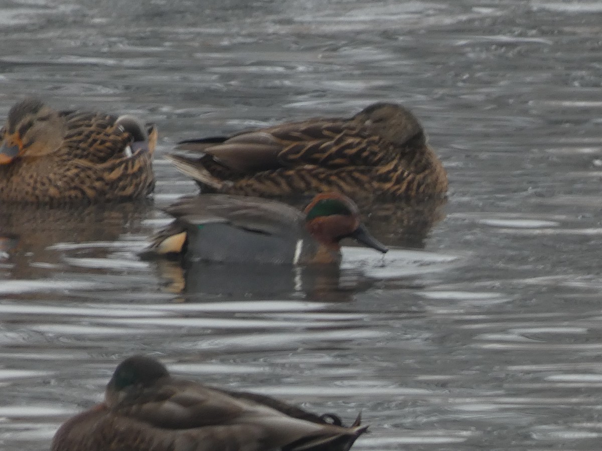Green-winged Teal - ML612006680