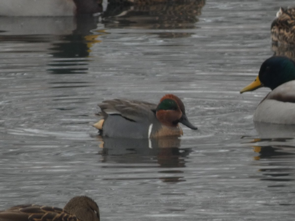 Green-winged Teal - ML612006693