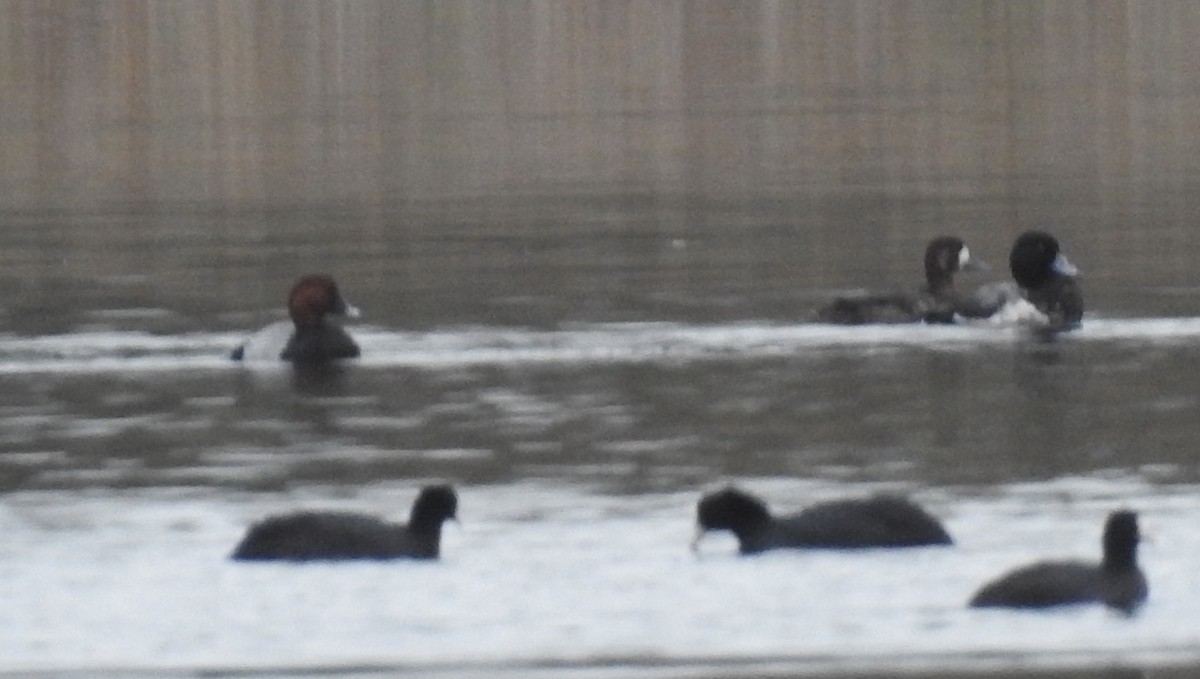 Common Pochard - ML612006887