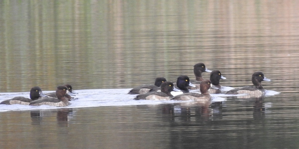 Tufted Duck - ML612006896