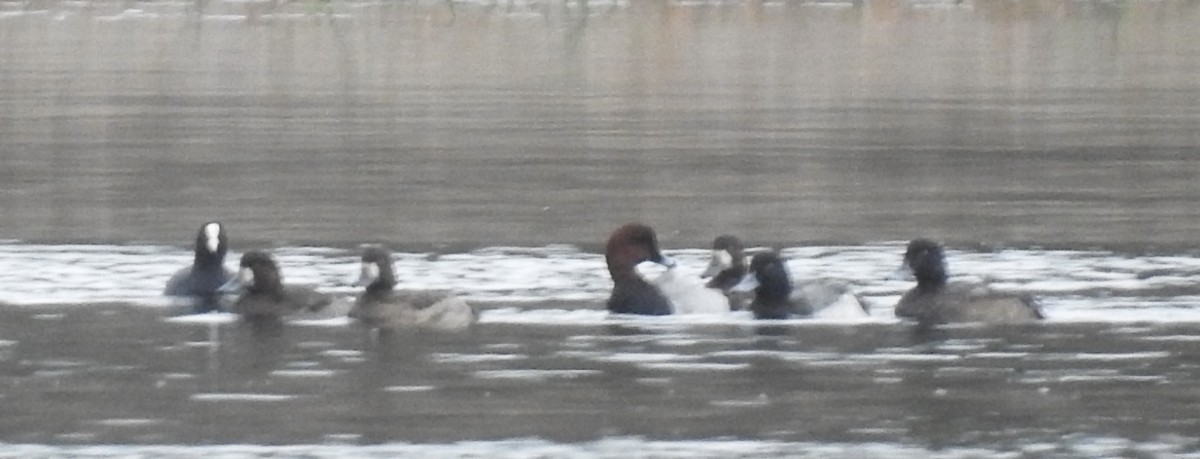 Greater Scaup - ML612006917