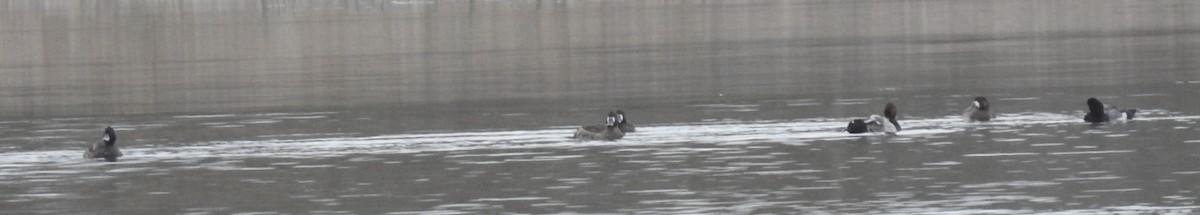 Greater Scaup - ML612006918