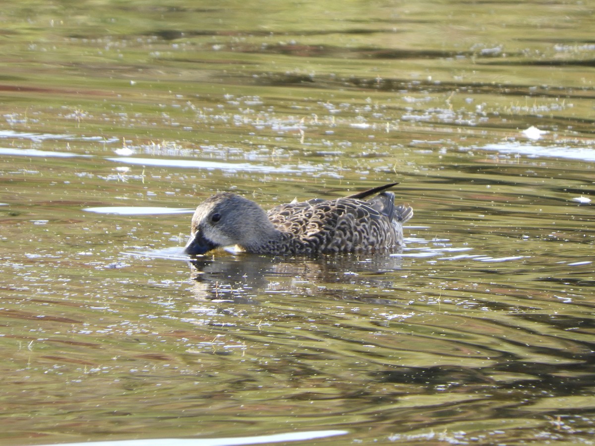 Blue-winged Teal - ML612006931