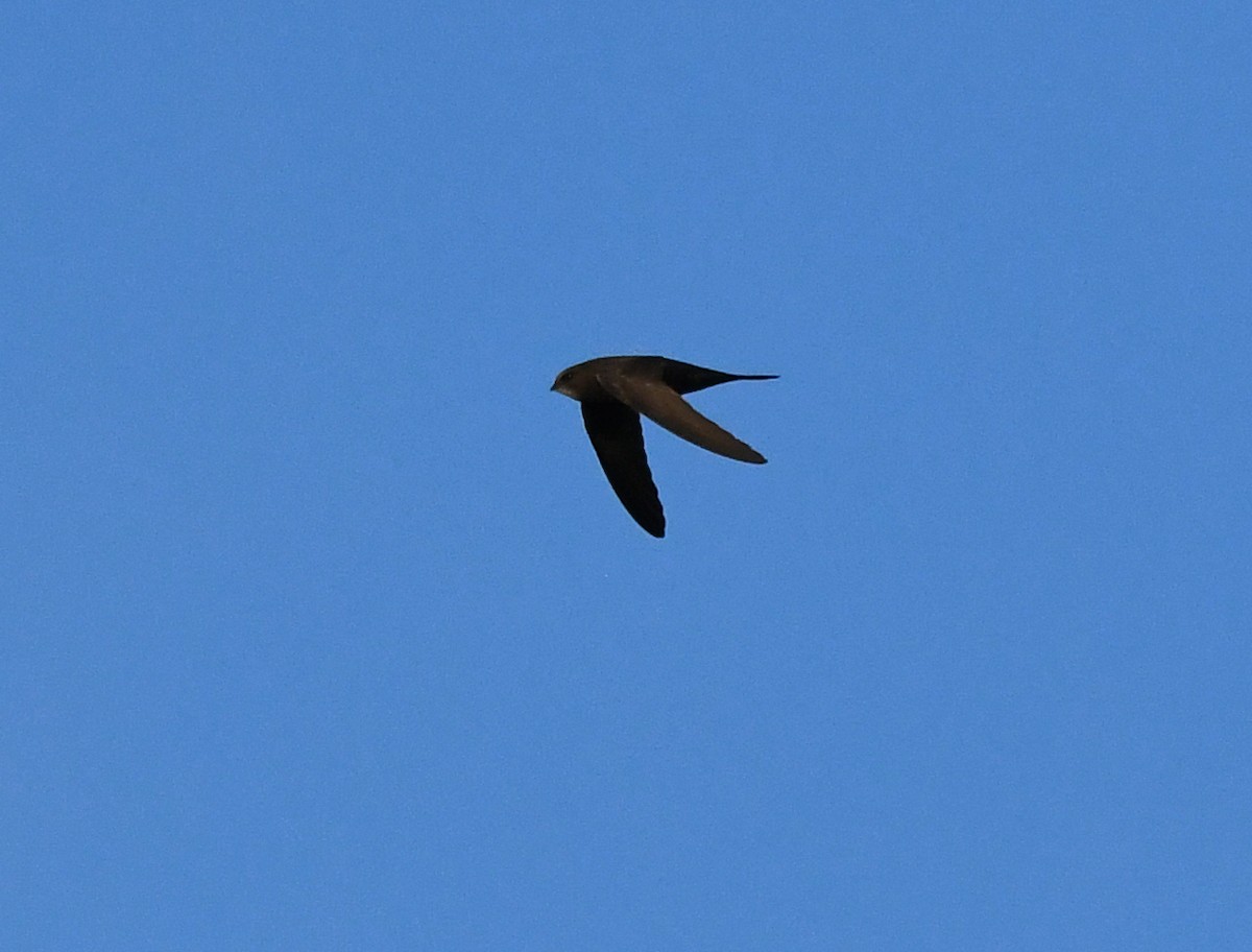 Common Swift - ML612006968