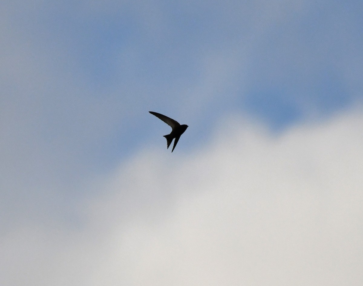 Common Swift - ML612006969