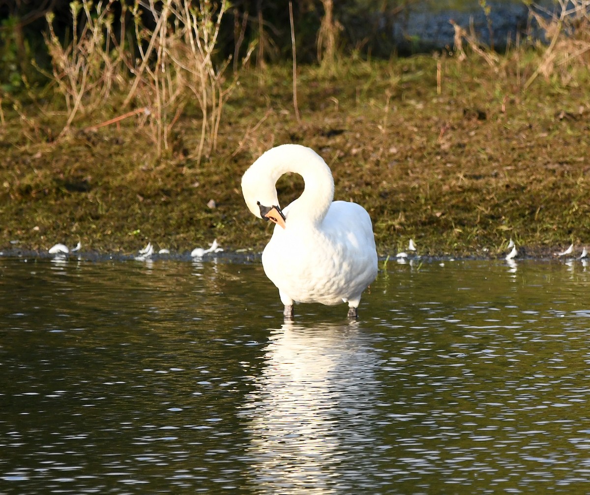 Cygne tuberculé - ML612006973