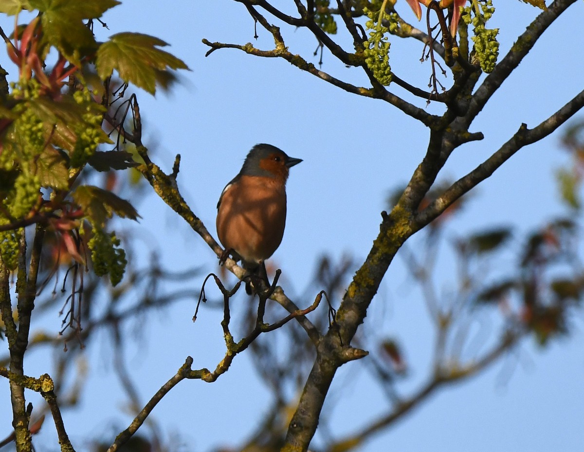 Common Chaffinch - ML612006984