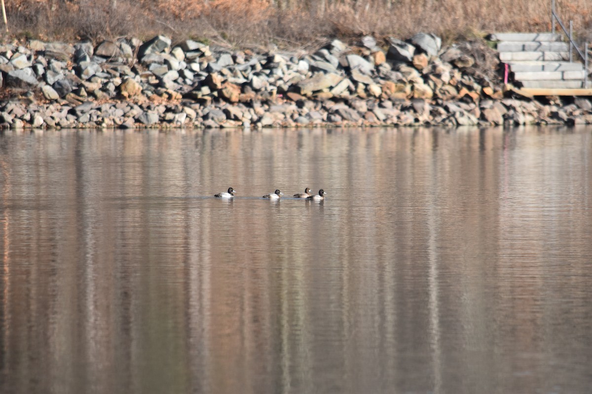 Greater Scaup - ML612006996