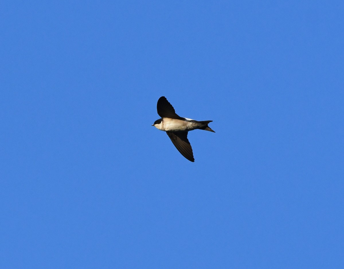 Western House-Martin - ML612006997