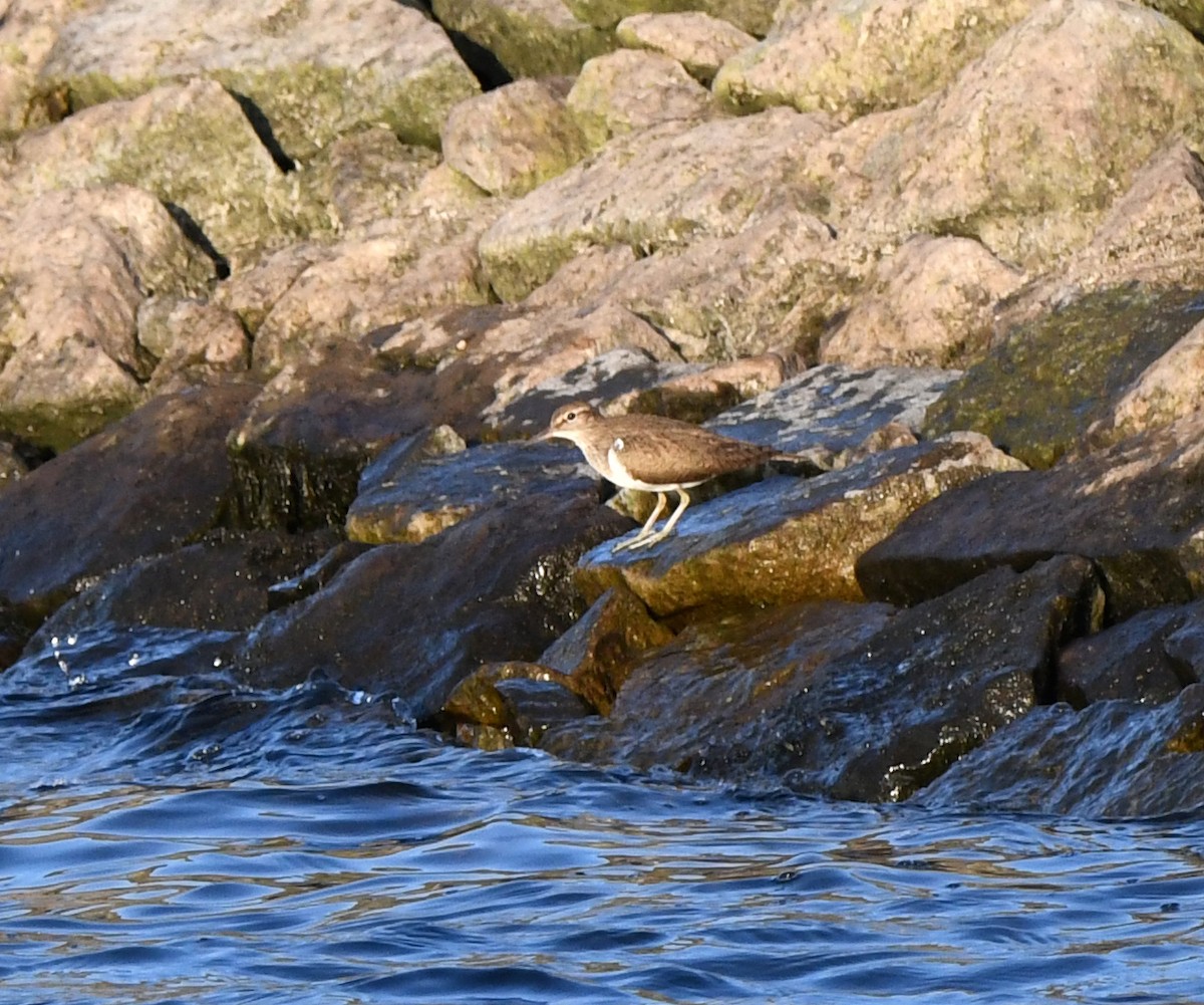 Common Sandpiper - ML612007000