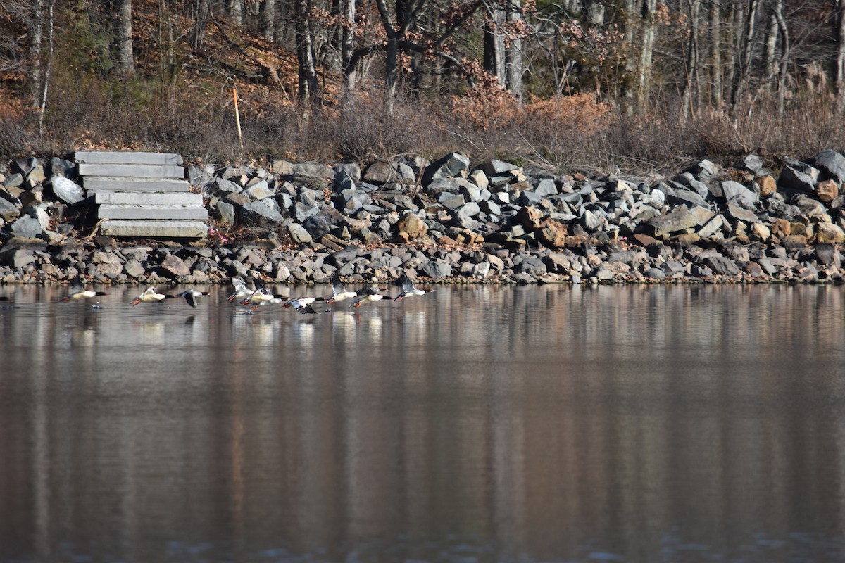 Common Merganser - ML612007003