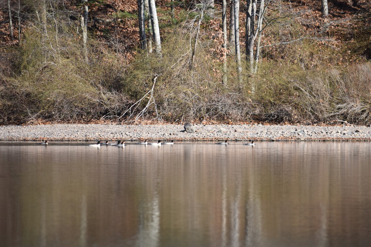 Common Merganser - ML612007004