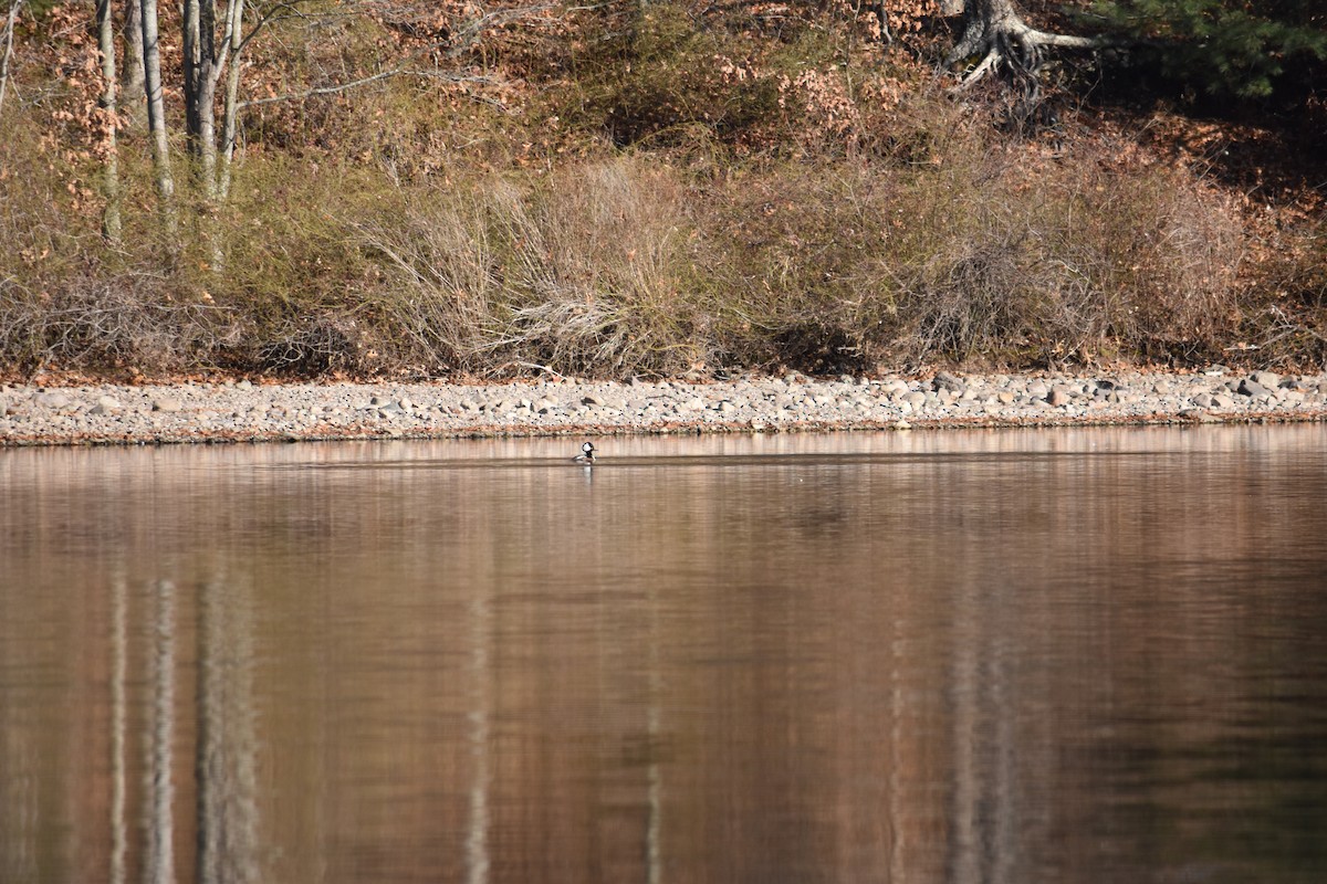 Hooded Merganser - ML612007005