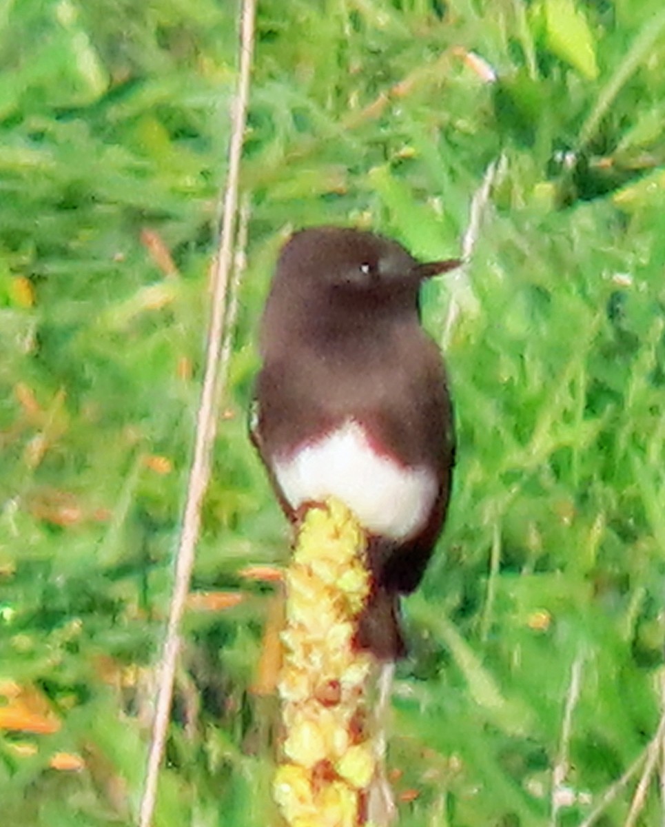 Black Phoebe - ML612007110