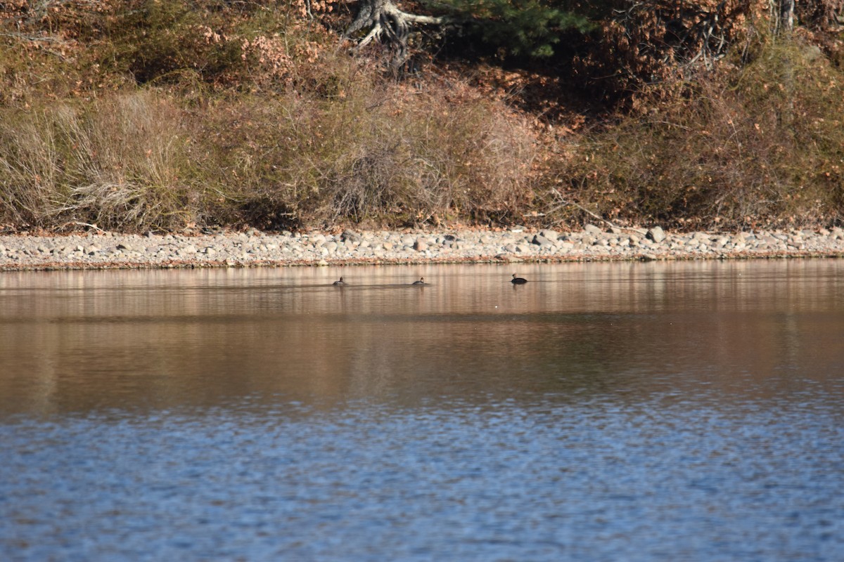 Hooded Merganser - ML612007115