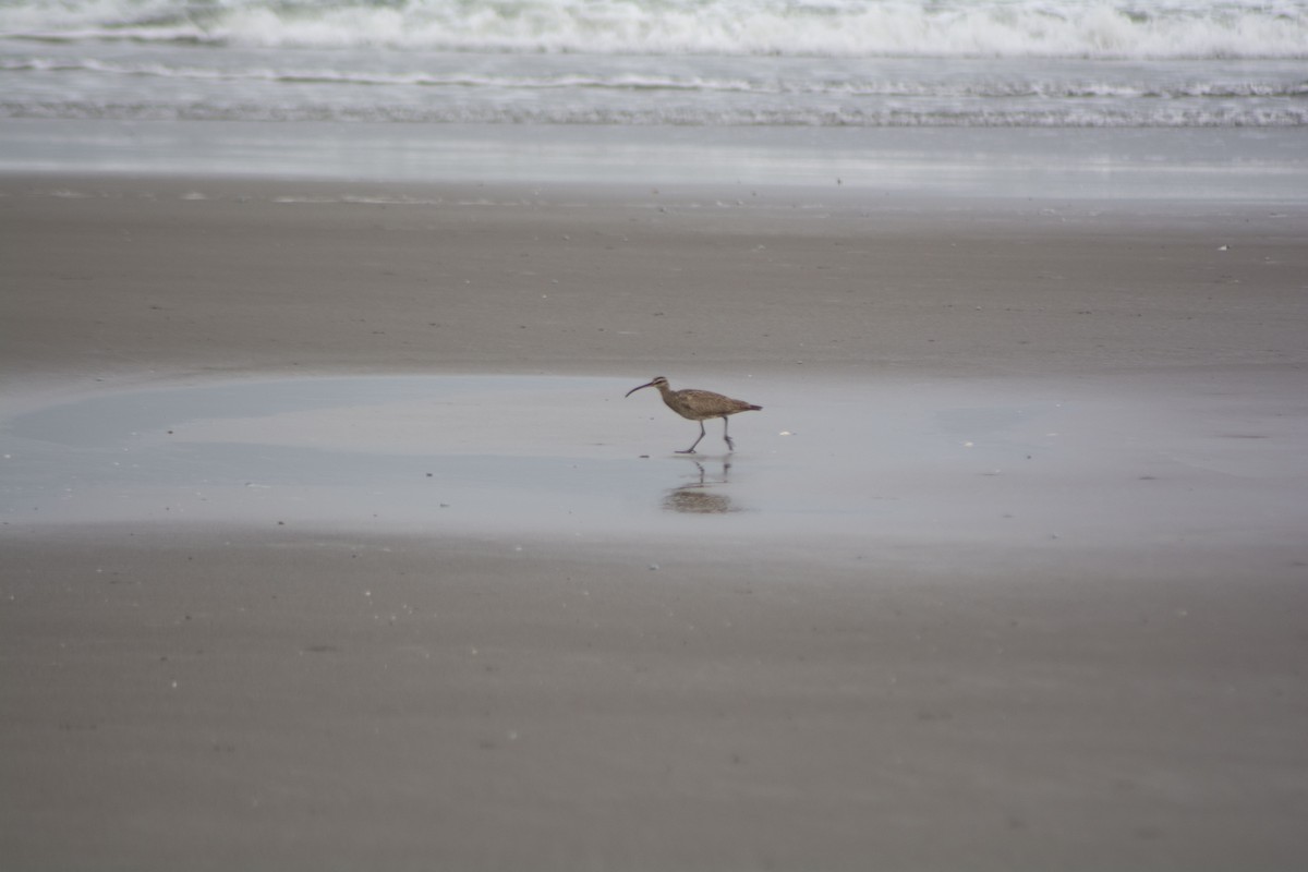 Hudsonian Whimbrel - ML612007120
