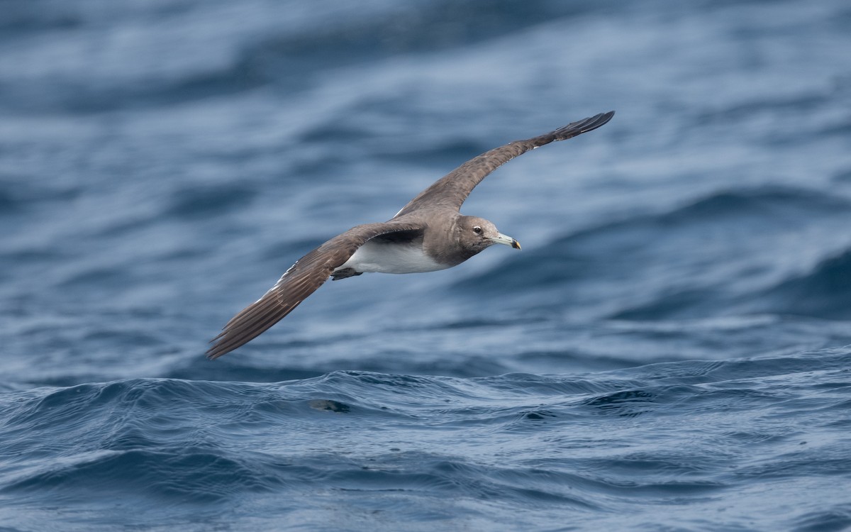 Sooty Gull - ML612007121