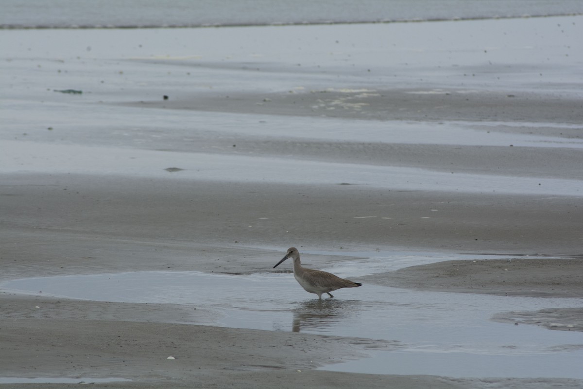 Willet - ML612007132