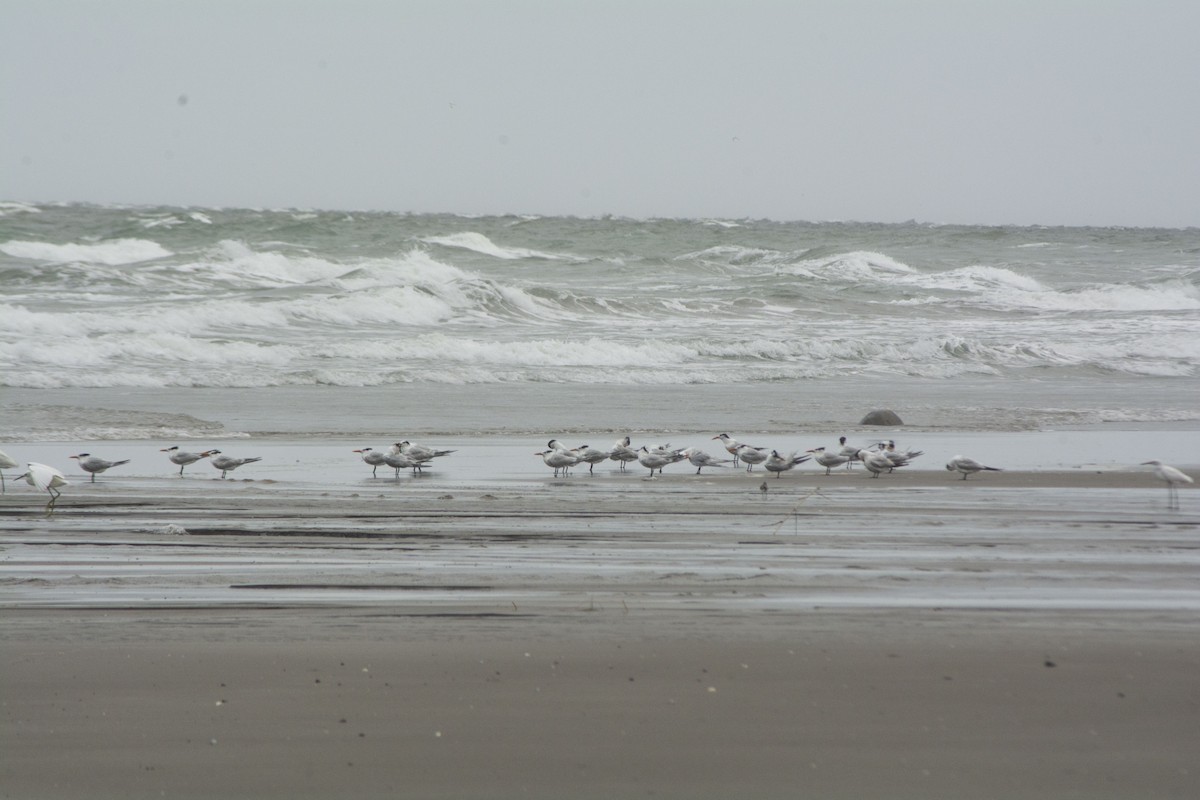 Elegant Tern - ML612007136