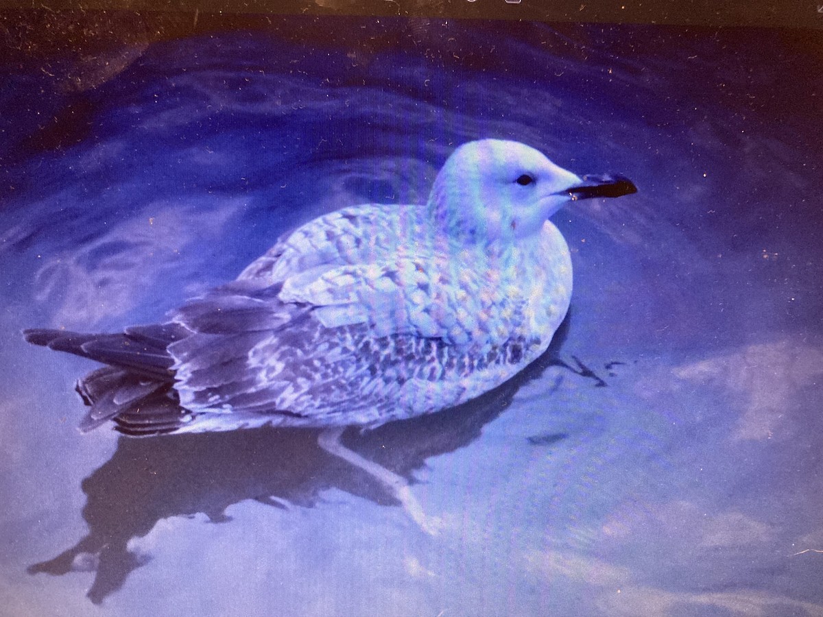 Caspian Gull - Joe Proudfoot