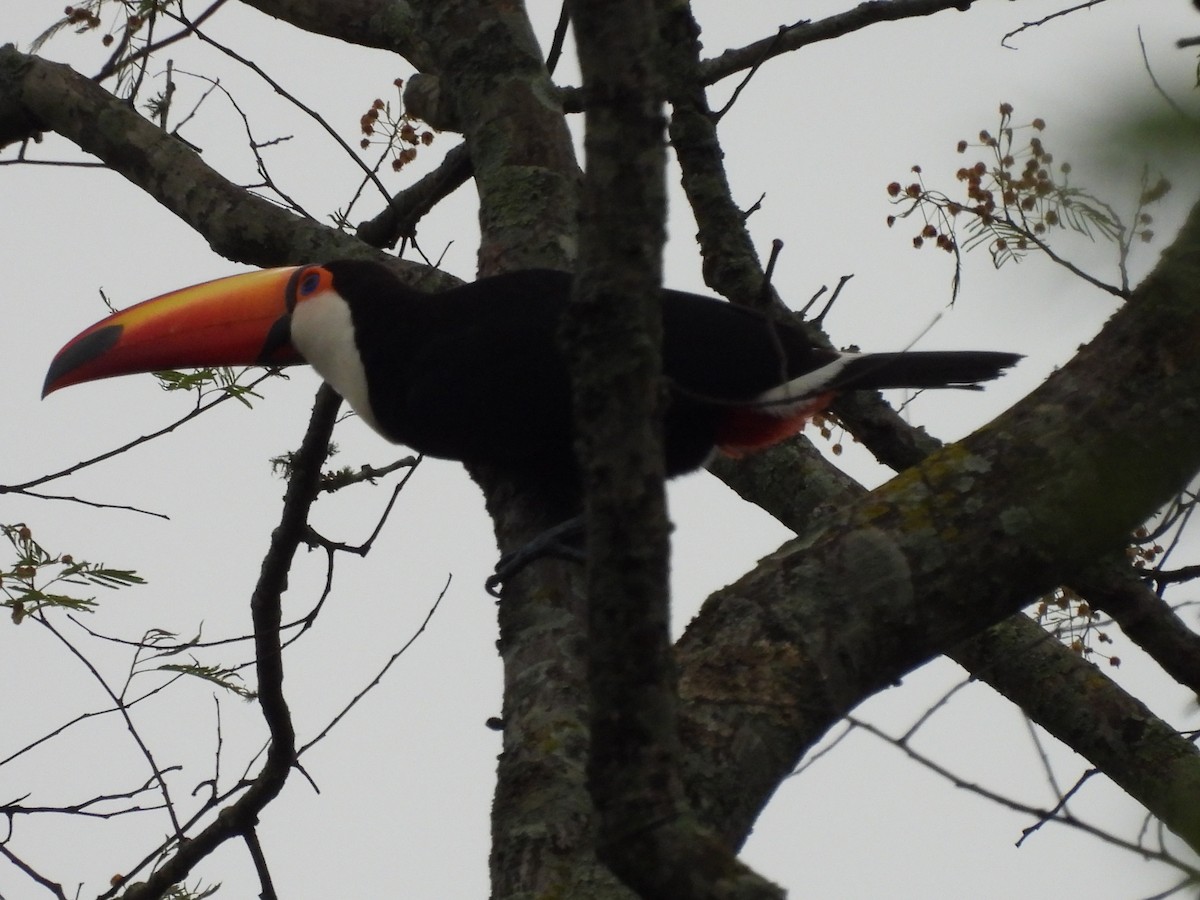 Toucan toco - ML612007161