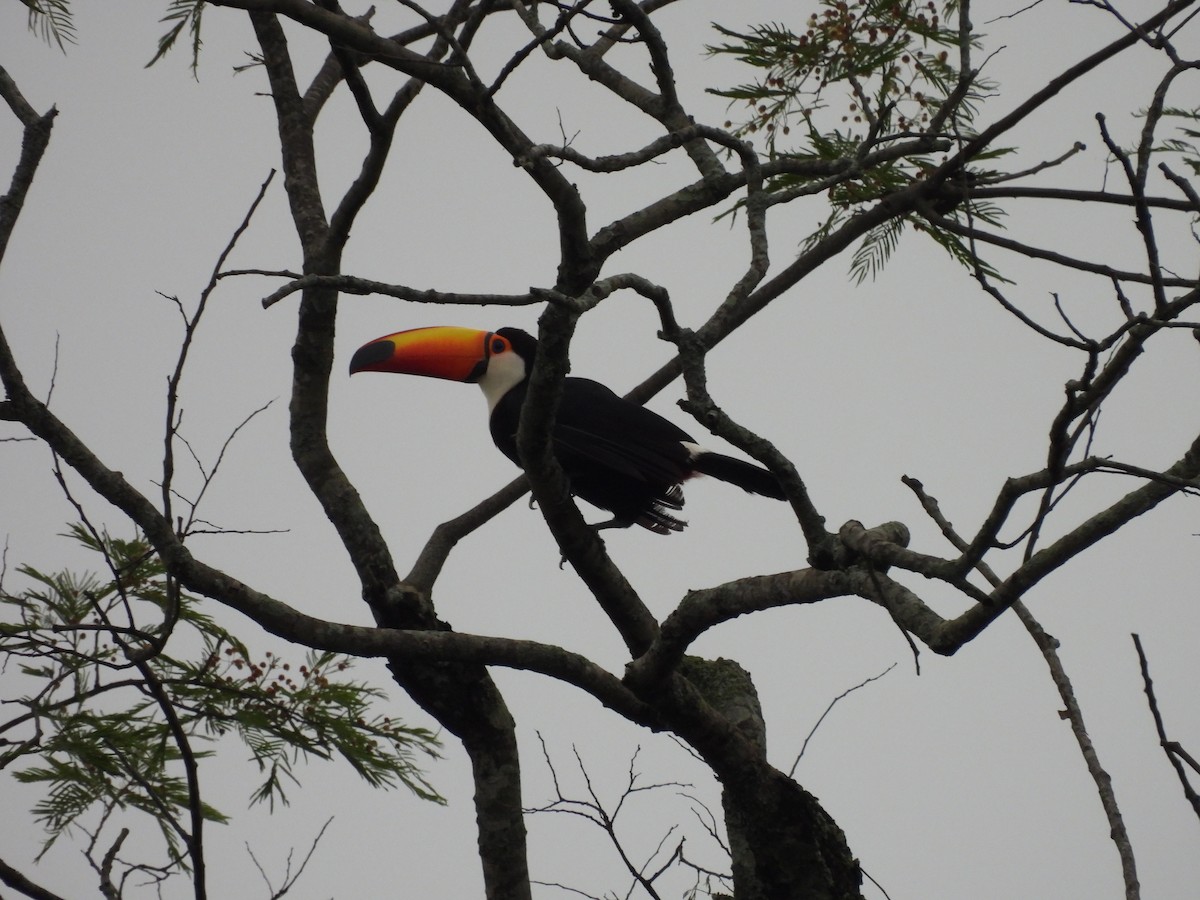 Toco Toucan - ML612007167