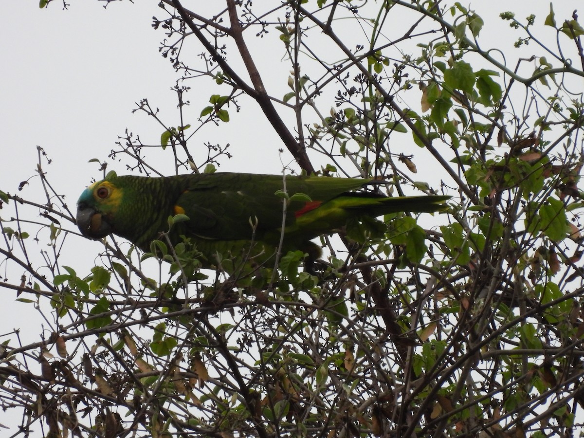 Turquoise-fronted Parrot - ML612007184