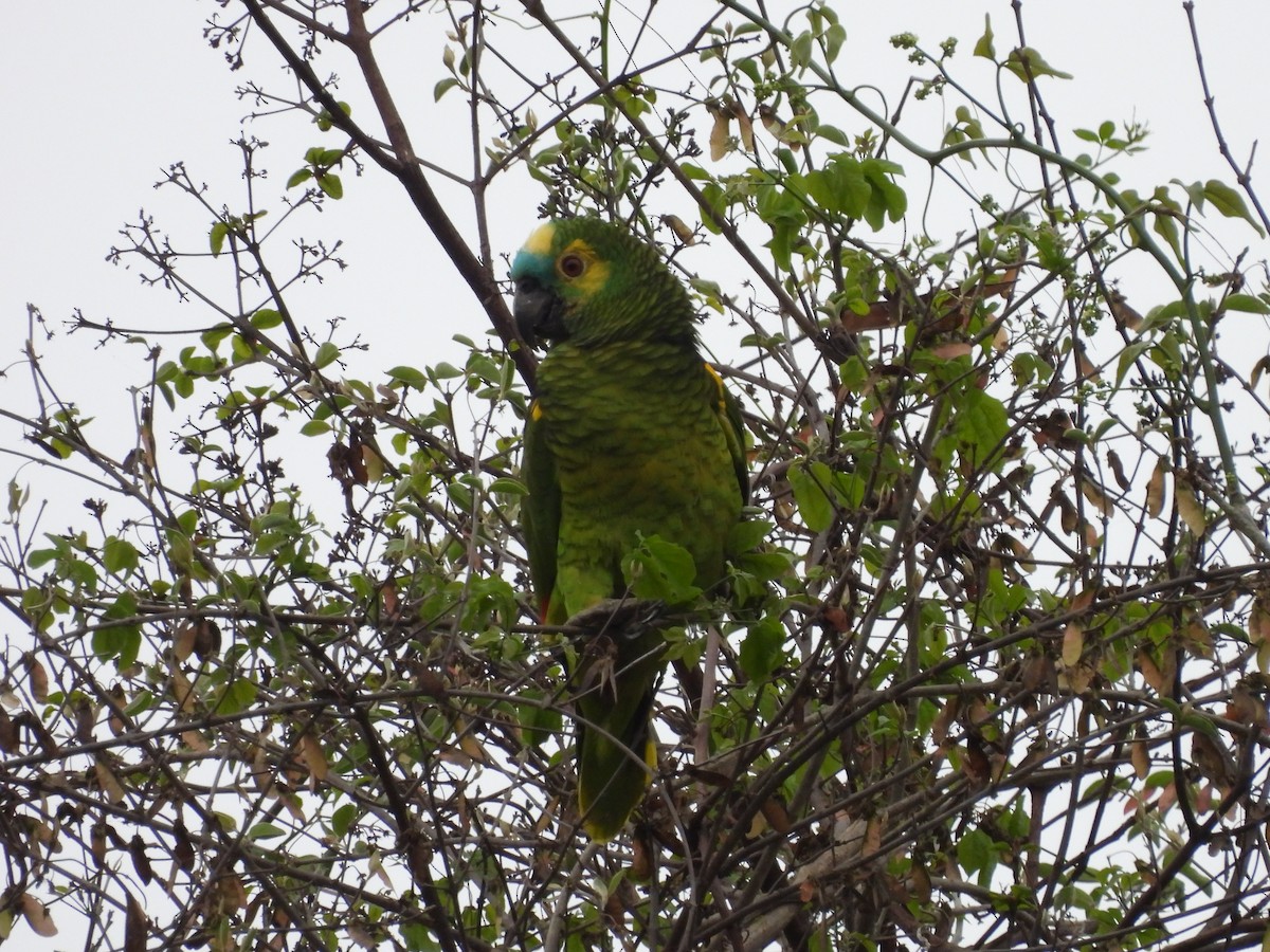 Turquoise-fronted Parrot - ML612007185