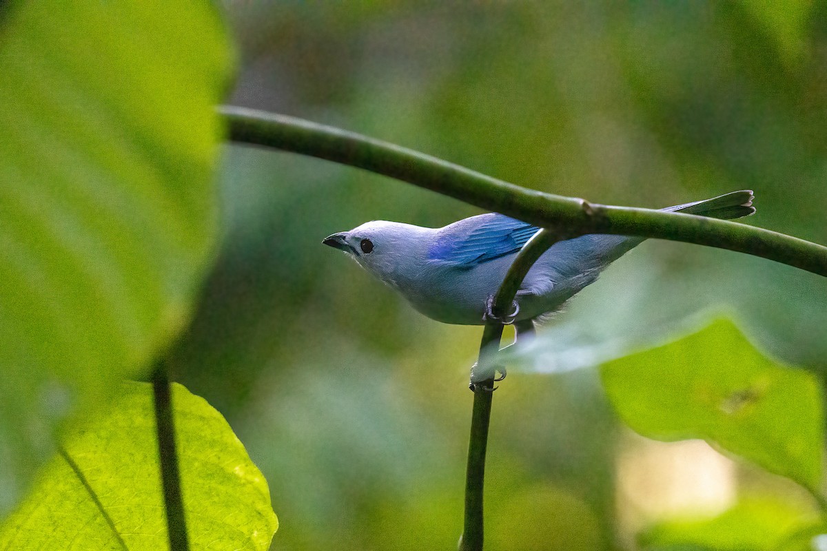 Blue-gray Tanager - ML612007235