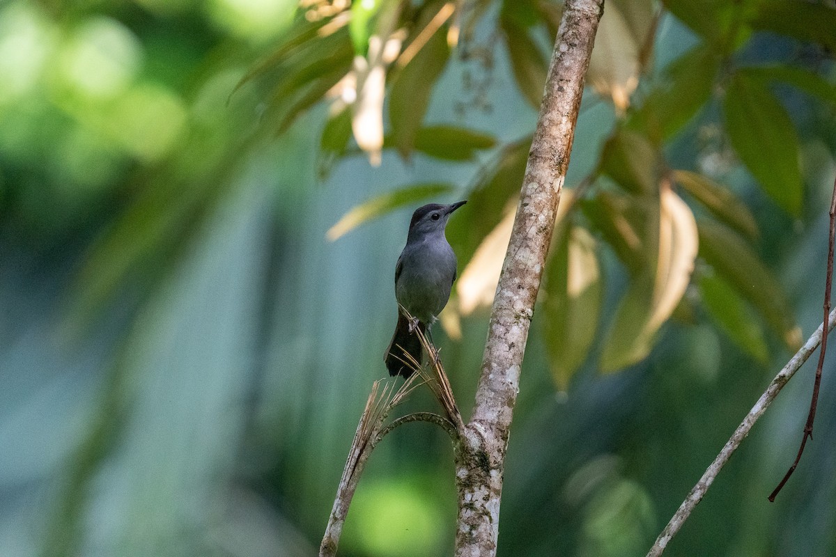 Gray Catbird - ML612007283