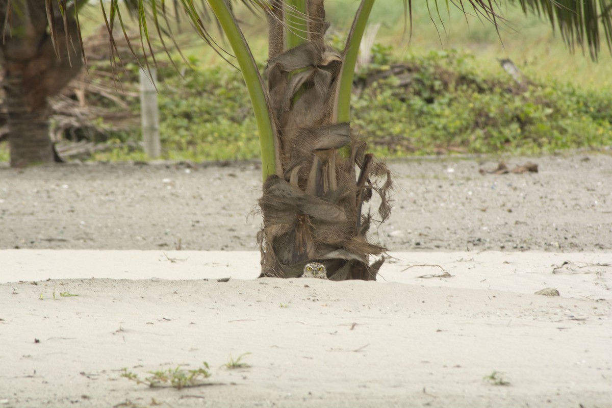 Burrowing Owl - ML612007309