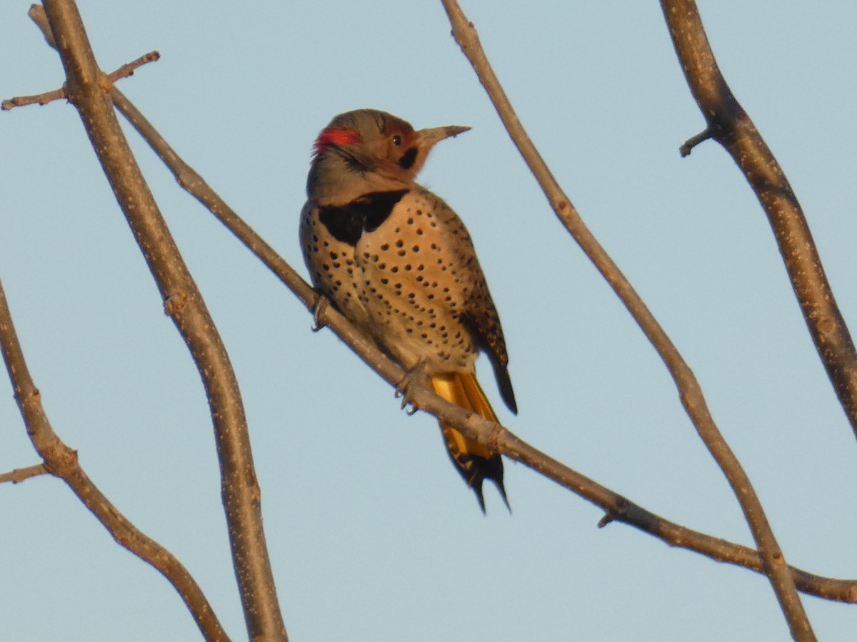 Northern Flicker - ML612007398