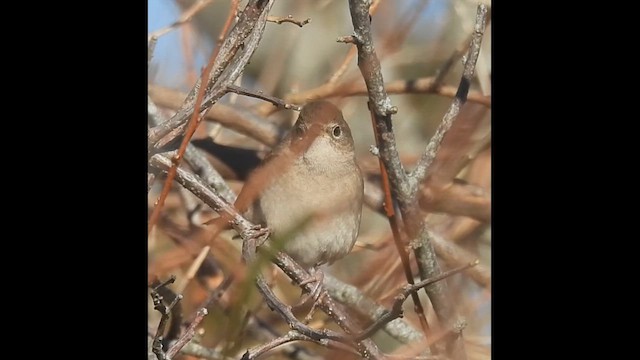 House Wren - ML612007407