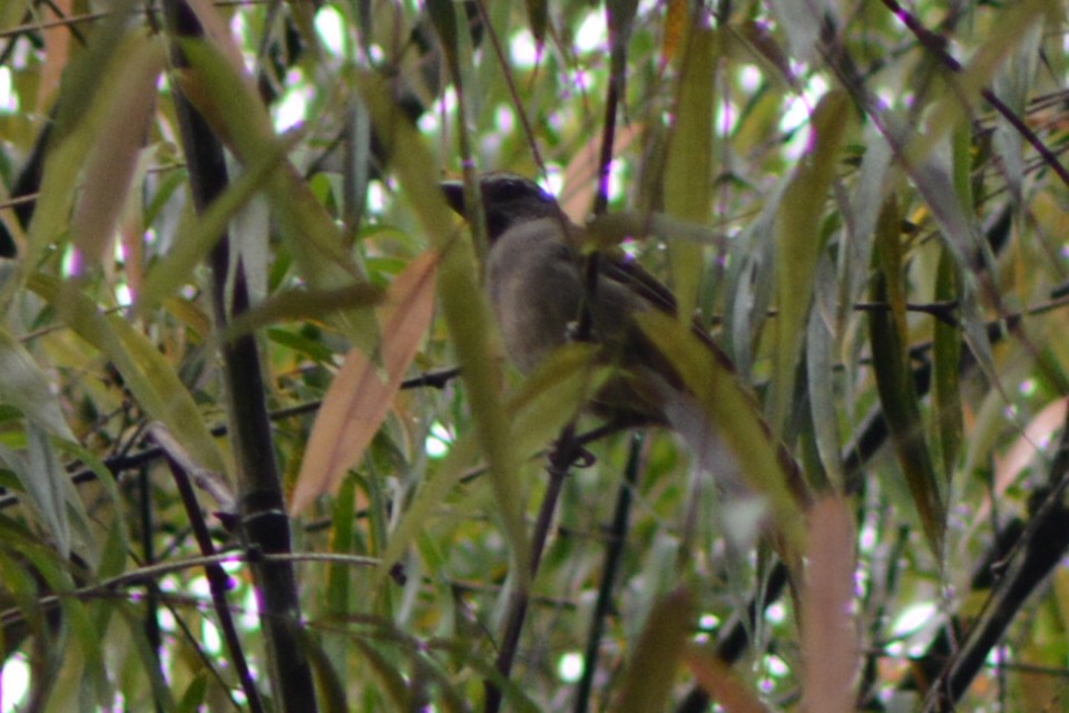 Buff-throated Saltator - ML612007652