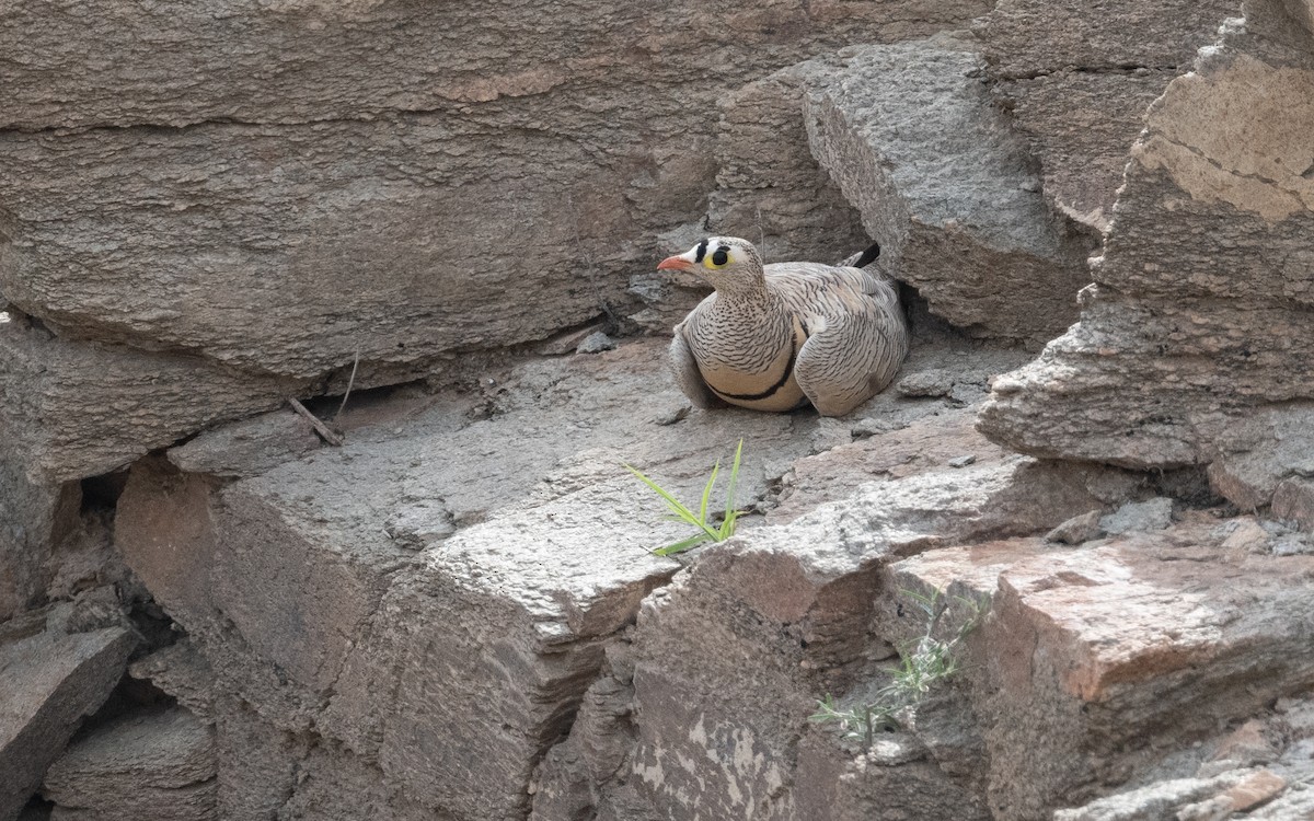 Lichtenstein's Sandgrouse - ML612007659