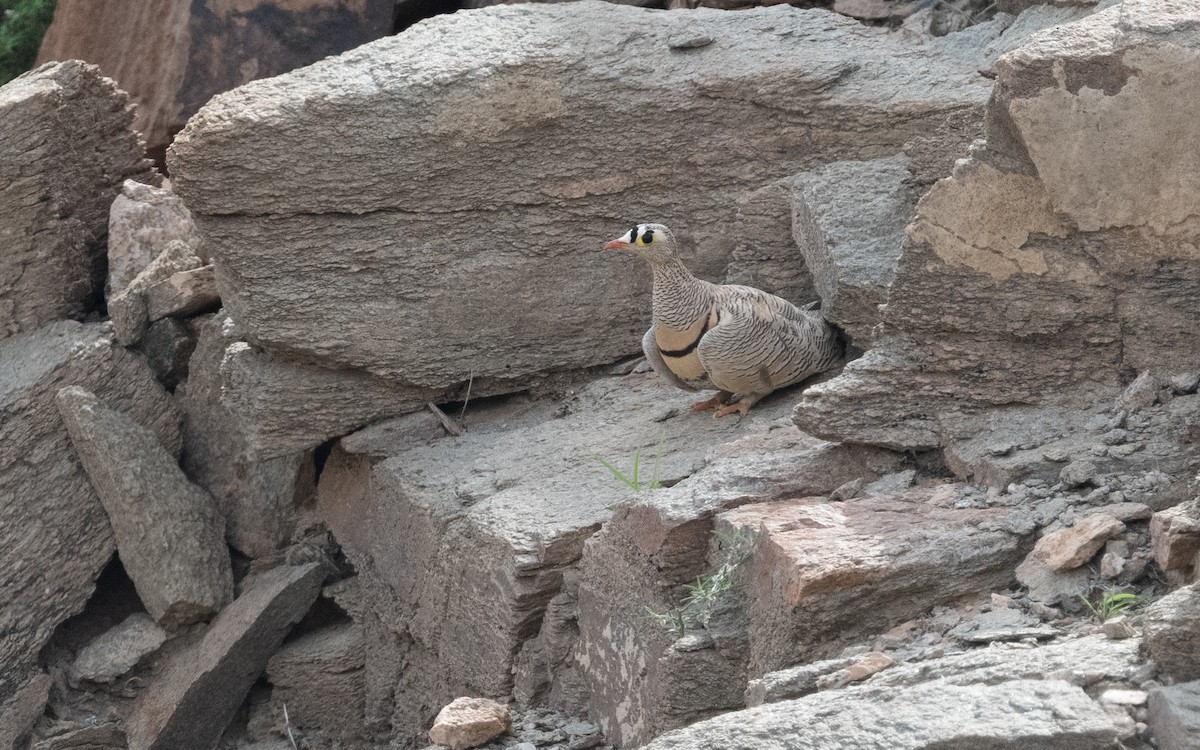 Lichtenstein's Sandgrouse - ML612007660